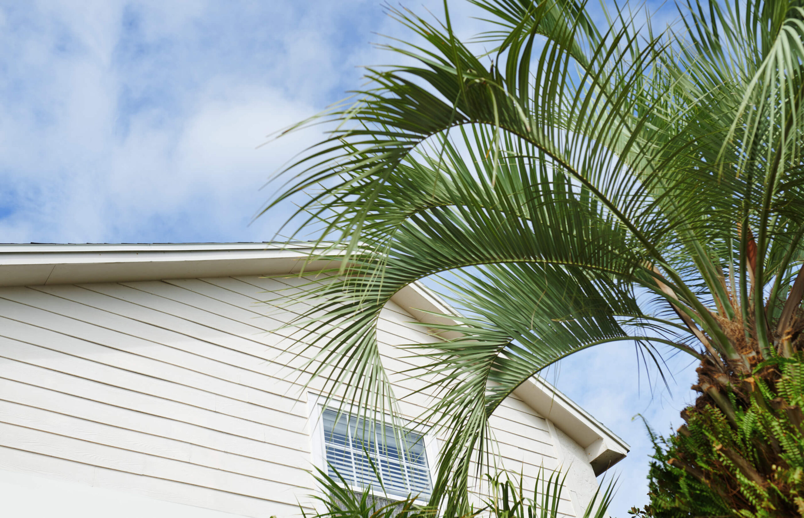 palm tree outside a home